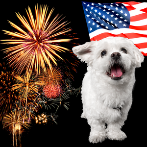 "My Dog Is SCARED of Fireworks!" Tips for Surviving Fourth of July