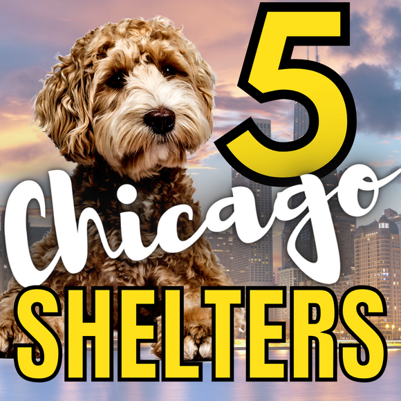 5 Shelters To Adopt From In and Around Chicago