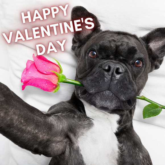 Best Valentine's Day Gifts for Dog Lovers!