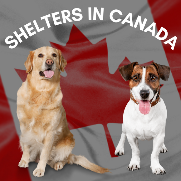 5 Great Animal Shelters To Adopt From In Canada