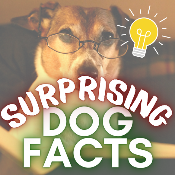 10 Fun Facts You Probably Didn't Know About Dogs