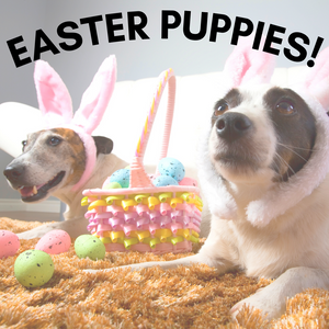 How to Create an Easter Egg Hunt for Your Dog!